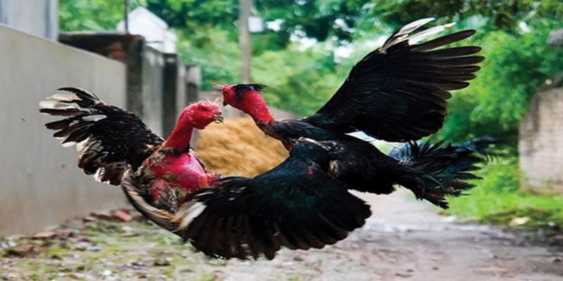 Bật Mí Bí Quyết Chơi Đá Gà Jun88 Hiệu Quả Nhất 5 sybp7s.sa.com